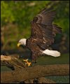 _0SB0490 american bald eagle